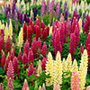 Lupin Russell Hybrids
