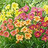 Hemerocallis Daylily Breeders Selection Hemerocallis Daylily Breeders Selection
