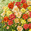 Hemerocallis Daylily Breeders Selection Hemerocallis Daylily Breeders Selection