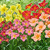 Hemerocallis Daylily Breeders Selection Hemerocallis Daylily Breeders Selection