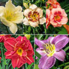 Daylily Rainbow Collection Daylily Rainbow Collection