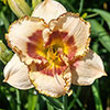 Daylily Rainbow Collection Daylily Rainbow Collection