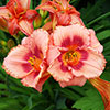 Daylily Rainbow Collection Daylily Rainbow Collection