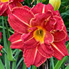 Daylily Rainbow Collection Daylily Rainbow Collection