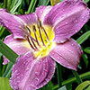 Daylily Rainbow Collection Daylily Rainbow Collection