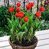 Tulip Triumph Red