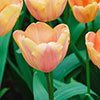 Tulip Apricot Foxx