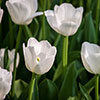 Tulip Triumph White