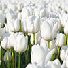 Tulip Triumph White