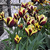 Tulip Gavota