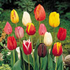 Tulip Triumph Mixed