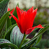 Tulip Red Riding Hood