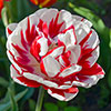 Tulip Carnaval de Nice