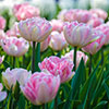 Tulip Double Pink