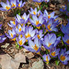Crocus Tricolor