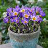 Crocus Tricolor