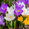 Mixed Species Crocuses