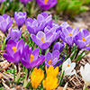 Mixed Species Crocuses