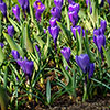 Large-Flowered Blue Crocus