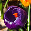 Large-Flowered Blue Crocus