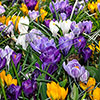 Crocus Large Flowered Mixed 30 bulbs