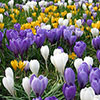 Crocus Large Flowered Mixed 30 bulbs