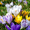 Crocus Large Flowered Mixed 30 bulbs