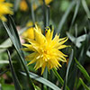 Narcissus Rip van Winkle
