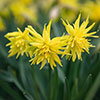 Narcissus Rip van Winkle