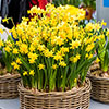 Dwarf Daffodil Narcissus Tte--Tte