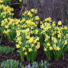 Dwarf Daffodil Narcissus Tte--Tte