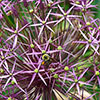 Allium Christophii