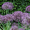 Allium Christophii