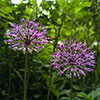 Allium Christophii
