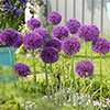 Allium Purple Sensation Allium Purple Sensation