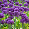 Allium Purple Sensation Allium Purple Sensation