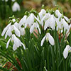 Snowdrop Galanthus nivalis