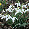 Snowdrop Galanthus nivalis