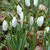 Snowdrop Galanthus nivalis