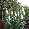 Snowdrop Galanthus nivalis