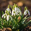 Snowdrop Galanthus nivalis