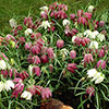 Fritillaria Meleagris Mixed
