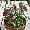 Fritillaria Meleagris Mixed