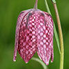 Fritillaria Meleagris Mixed