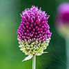 Allium sphaerocephalon Drumsticks