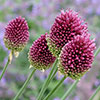 Allium sphaerocephalon Drumsticks