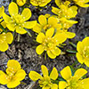 Eranthis Cilicica - Winter Aconites Eranthis Cilicica - Winter Aconites