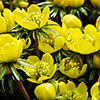 Eranthis Cilicica - Winter Aconites Eranthis Cilicica - Winter Aconites