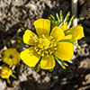 Eranthis Cilicica - Winter Aconites Eranthis Cilicica - Winter Aconites