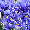 Iris reticulata Blue - Miniature